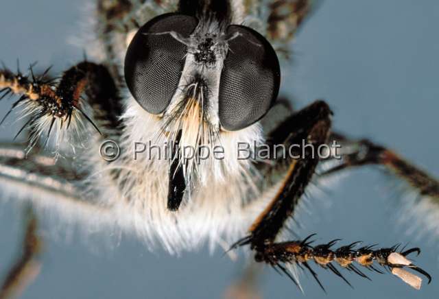 Machimus sp.JPG - in "Portraits d'insectes" ed. SeuilMachimus sp.AsileRobber flyDipteraAsilidaeCroatie